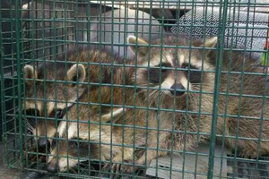Raccoon Control & Removal