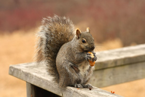 Squirrel Problem in Your Home