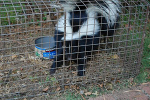 Skunks Away By Animal Control Brampton