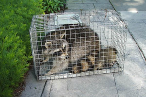 Humane Wildlife Removal in Brampton