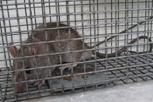 Tips to Keep the Rats Mice Out of your Property