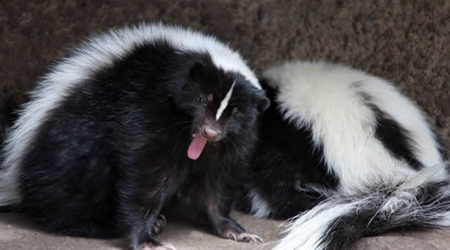 Effective Tips to Get Rid of the Skunk Smell