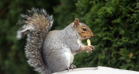 Six signs Of Squirrel Infestations