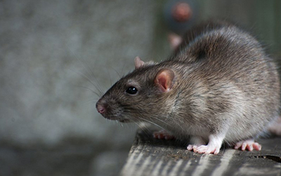 Most Common Mistakes Homeowners Make When Treating Rat Infestations