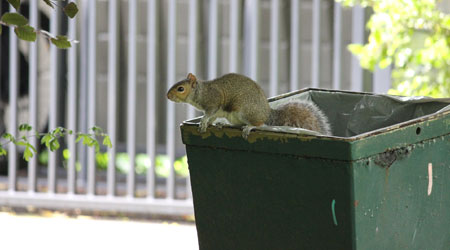  Six Signs You Have Squirrels In Your House or Attic