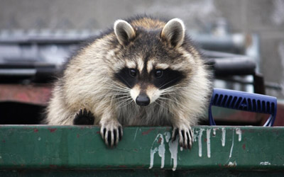 Why Hire Professionals For Wildlife Control Service in Brampton?