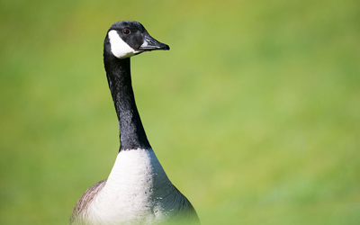 5 Proven Ways To Deal With A Goose Invasion