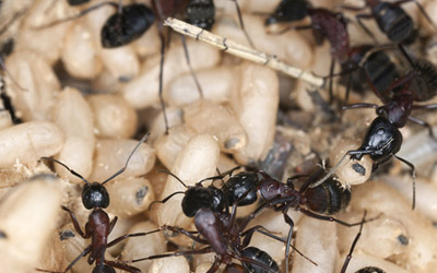 What Causes Ant Infestation? Know Top 4 Reasons