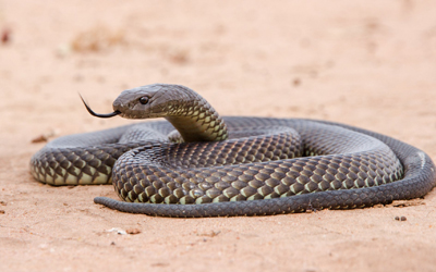 Tips on how to keep snakes away from your home and who to call if