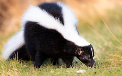 Skunks