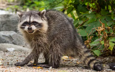 Expert Tips for Wildlife Prevention