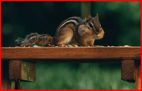 Wildlife Removal Mississauga