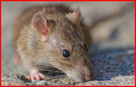 Wildlife Removal Orangeville