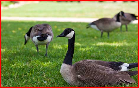 Goose Removal