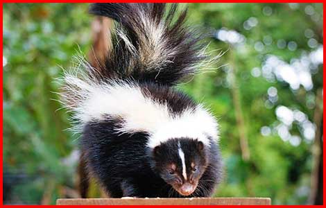 Skunk Removal