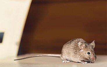 The Importance of Timely Mice and Rat Removal: Protecting Your Home and Health
