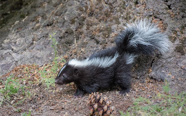 The Uninvited Guests: Signs of a Skunk Infestation in Your GTA Property