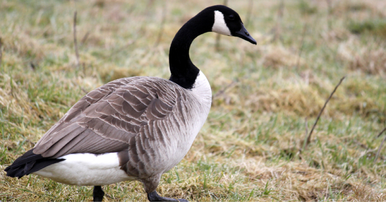 The Challenges of Goose Infestations: Why You Need Professional Removal