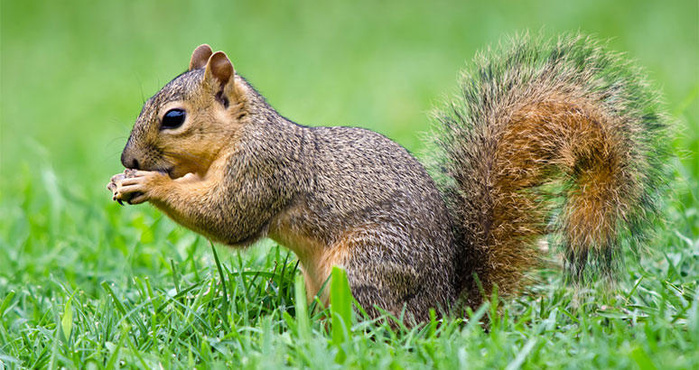 The Importance of Humane Wildlife Removal in the Summer 