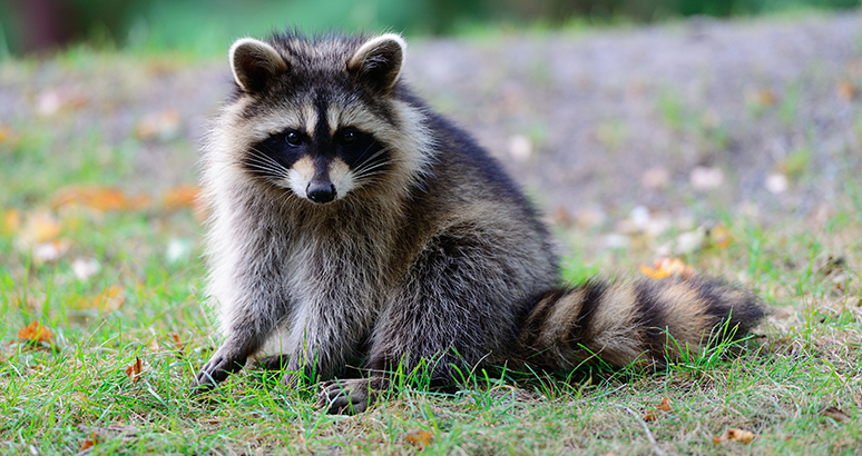 Wildlife in the Attic? Here’s What You Should Do